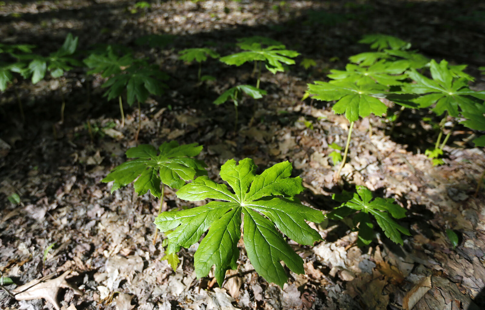 Mayapple